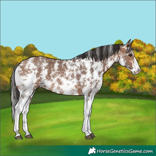 Horse Color:Bay Sabino 