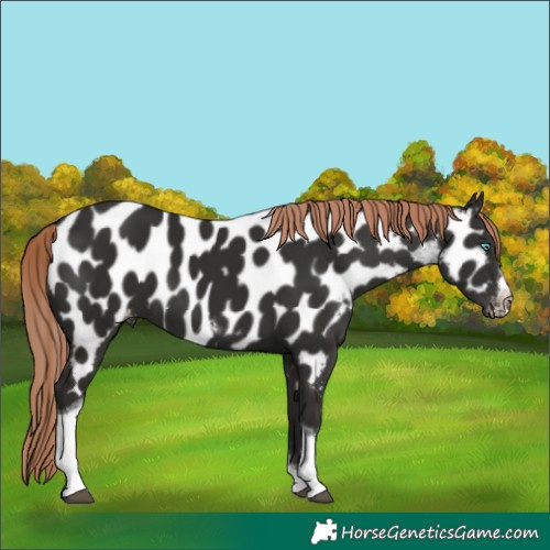 Horse Color:Unknown 