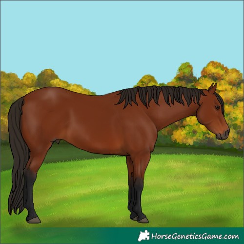 Horse Color:Unknown 