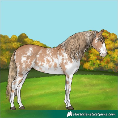 Horse Color:Chestnut Sabino 