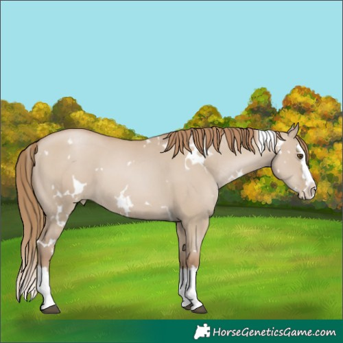 Horse Color:Unknown 