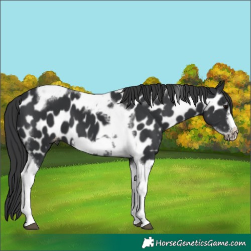 Horse Color:Unknown 