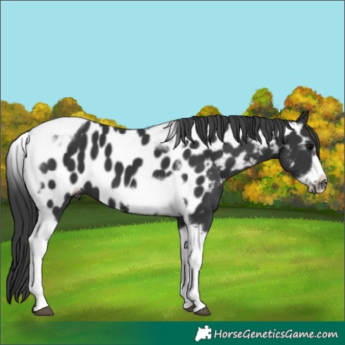 Horse Color:Black Tobiano Frame Appaloosa