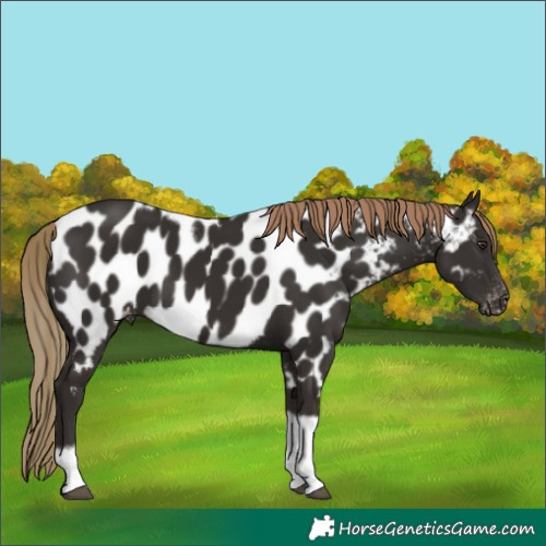 Horse Color:Liver Chestnut Tobiano Frame Appaloosa 