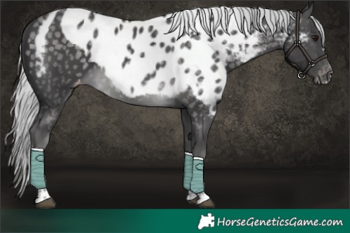 Horse Color:Platinum Silver Buckskin Tobiano Skewed Appaloosa 