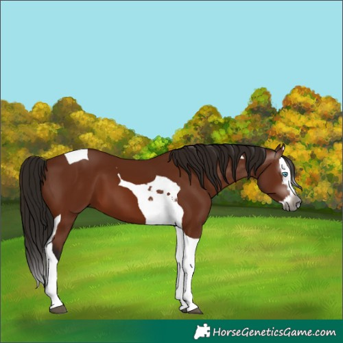 Horse Color:Unknown 