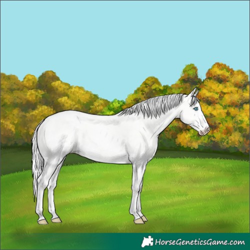 Horse Color:Silver Perlino Dun