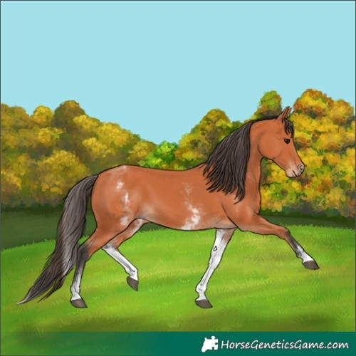Horse Color:White Spotted Bay 
