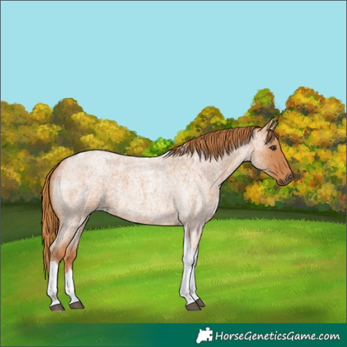 Horse Color:Red Roan Tobiano 