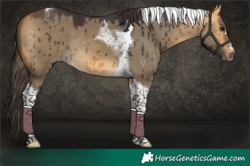 Horse Color:Buckskin Dun Tobiano Brindle 