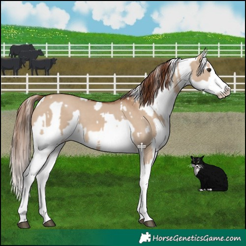 Horse Color:Red Dun Splash  and Red Dun Splash 