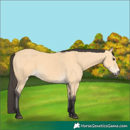 Horse Color:Buckskin 
