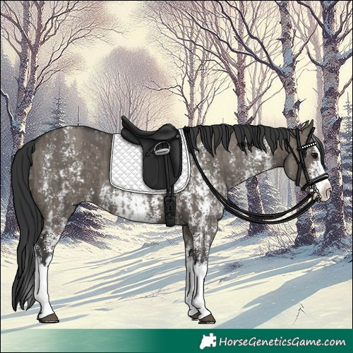 Horse Color:Grullo Sabino Splash  and Grullo Sabino Splash Rabicano 