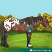 Horse Color:Bay Blanket 