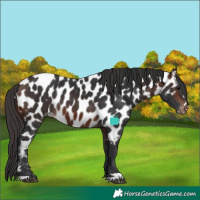 Horse Color:Brown Appaloosa 