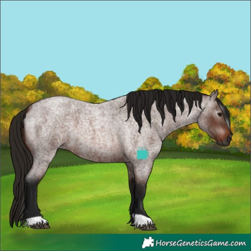 Horse Color:Gray Bay Roan 