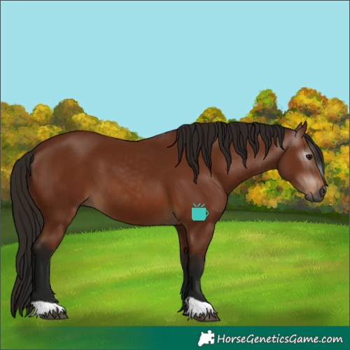 Horse Color:Gray Bay 