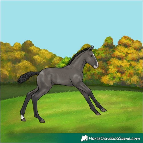 Horse Color:Grullo Splash 