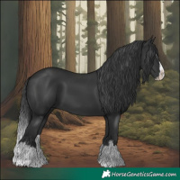 Horse Color:Black Splash