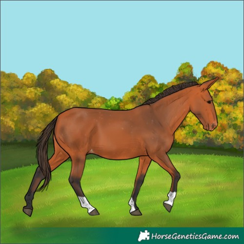 Horse Color:Bay Varnish