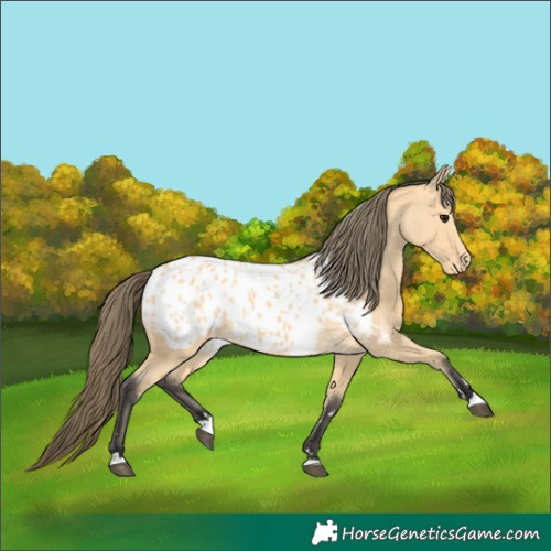 Horse Color:Buckskin Blanket 