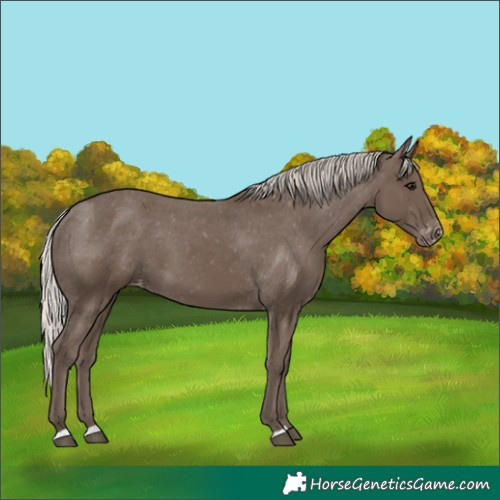 Horse Color:Silver Black Appaloosa