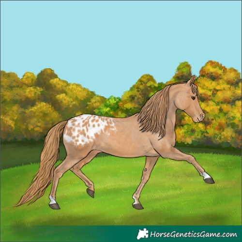 Horse Color:Chestnut Appaloosa 