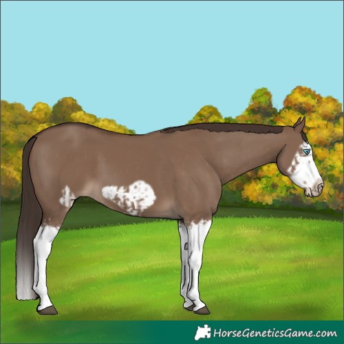 Horse Color:Liver Red Dun Splash and Liver Red Dun Splash Frame