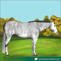 Horse Color:Blue Roan Sabino Splash  and Blue Roan Sabino Splash 