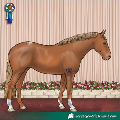 Horse Color:Chestnut Appaloosa