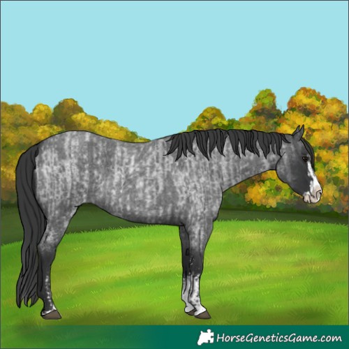 Horse Color:Unknown 