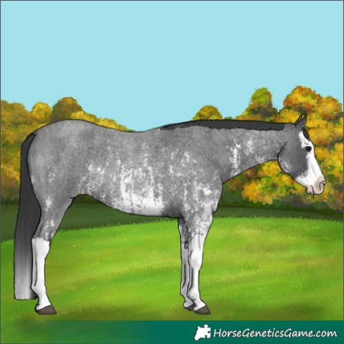 Horse Color:Blue Roan Sabino Splash  and Blue Roan Sabino Splash Rabicano 