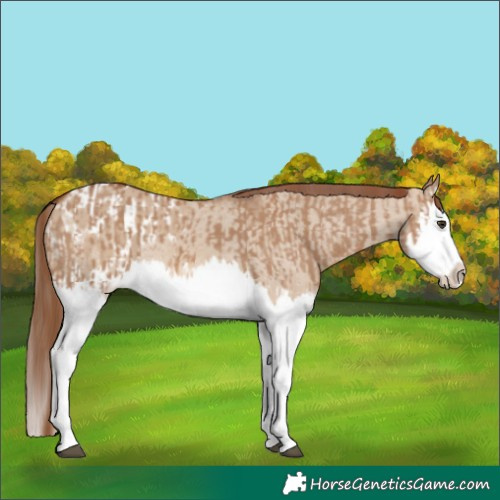 Horse Color:Red Dun Splash  and Red Dun Splash Appaloosa 