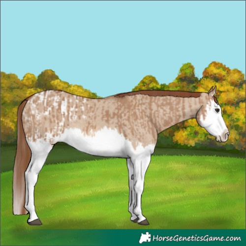 Horse Color:Red Dun Splash and Red Dun Splash Blanket