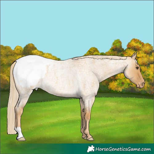 Horse Color:Palomino Roan Dun Snowcap 