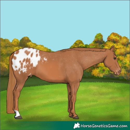 Horse Color:Chestnut Blanket
