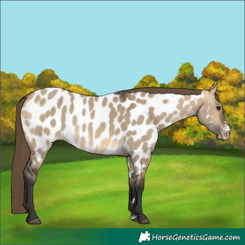 Horse Color:Buckskin Dun Sabino Appaloosa