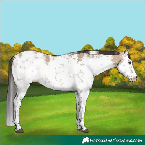 Horse Color:White Spotted Brown Dun Sabino 