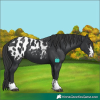 Horse Color:Black Blanket 