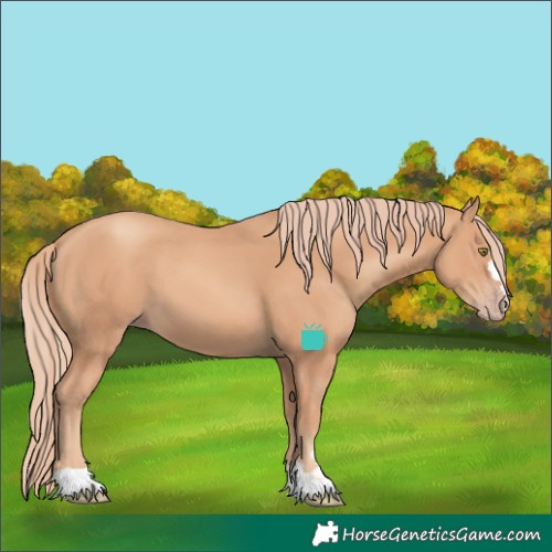Horse Color:Gold Champagne 