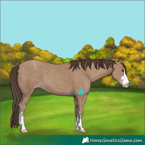 Horse Color:Classic Champagne