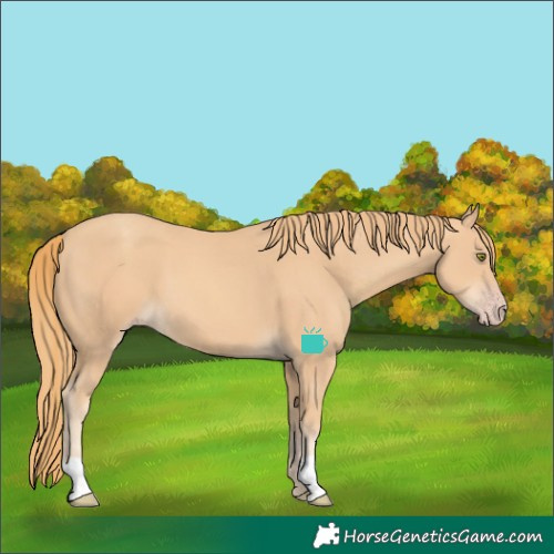 Horse Color:Gold Champagne 