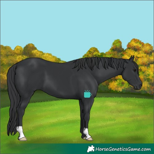 Horse Color:Black 