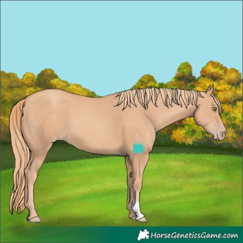 Horse Color:Gold Champagne