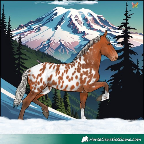 Horse Color:Silver Bay Tobiano Appaloosa