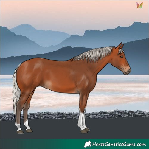 Horse Color:Silver Bay Tobiano
