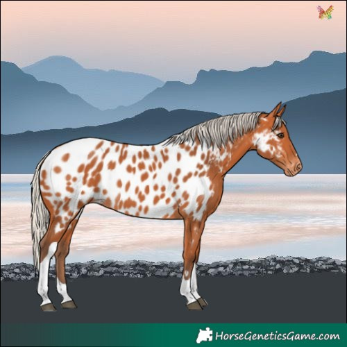 Horse Color:Silver Bay Tobiano Near Leopard 