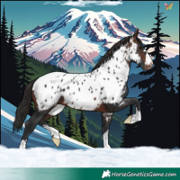 Horse Color:Brown Appaloosa