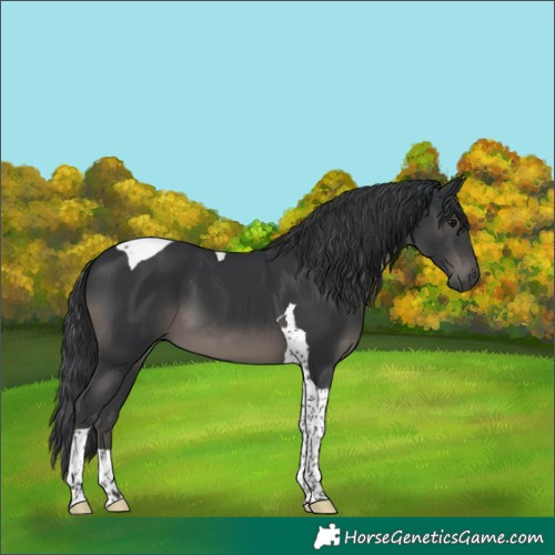 Horse Color:Black Tobiano