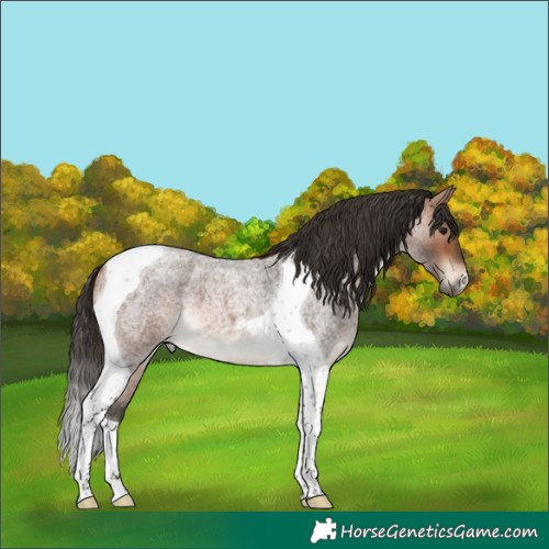 Horse Color:Bay Roan Tobiano 